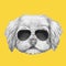 Portrait of Havanese with glasses.