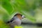 Portrait of Hawfinch in autumn leaves