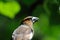 Portrait of Hawfinch among green leaves