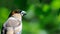 Portrait of Hawfinch among green leaves