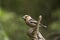 Portrait of hawfinch on a log