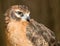 Portrait hawk on nature