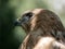 Portrait of a hawk with open yellow eyes and hooked beak on a blurred background of green foliage in the shade of trees.