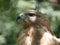 Portrait of a hawk with open yellow eyes and hooked beak on a blurred background of green foliage in the shade of trees.