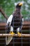 Portrait of hawk who sits in a cage.