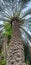 Portrait HD image of long palm tree captured at low angle.