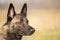 Portrait of the head of the Belgian Malinois adult shepherd and a blurred background