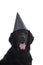 Portrait of the head of a black Flatcoated retriever dog wearing a birthday hat isolated on a white background