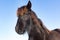 Portrait head of black Frisian horse