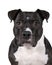 Portrait of the head of a brown American Staffordshire terrier  amstaff  sitting isolated in white
