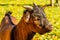 Portrait of a head of a brown pygmy goat