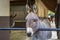 Portrait of a head of a donkey standing in a stall