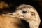 Portrait of a head grey ostrich Nandu