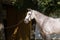 Portrait of the head of a hispano arabian horseBeautiful portrait of a hispano arabian horse in Spain