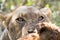 Portrait of the head of a Kruger Park lioness eating at a kill