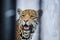 Portrait head Leopard in cage