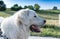 Portrait of the head of the Polish Tatra Sheepdog.