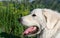 Portrait of the head of the Polish Tatra Sheepdog.