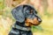 Portrait of the head of a puppy miniature Dachshund, short haired black and tan with a beautiful shiny glossy coat outside