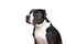 Portrait of the head of a purebred American Bully or Bulldog female with black and white fur isolated on a white background