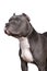 Portrait of the head of a purebred American Bully or Bulldog female with cropped ears isolated on a white background