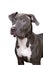 Portrait of the head of a purebred American Bully or Bulldog female with grey and white fur isolated on a white background