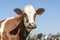 Portrait of the head of a red cow with white blaze, friendly expression dreamy eyes, pale blue cloudy sky