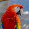 Portrait of the head of scarlet macaw Parrot