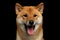 Portrait of head Shiba inu Dog, Isolated Black Background