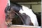 Portrait head shot closeup of a young saddle horse indoor