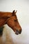 Portrait head shot closeup of a young saddle horse indoor