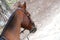 Portrait head shot closeup of a young saddle horse indoor