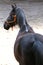 Portrait head shot closeup of a young saddle horse indoor