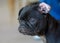 Portrait head shot of a pug with a flipped ear