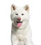 Portrait, head shot of a white Akita inu panting