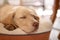 Portrait headshot of sleeping labrador