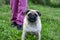 Portrait healthy purebred cute pug outdoors in nature on a sunny day