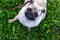 Portrait healthy purebred cute pug outdoors in nature on a sunny day.