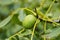 A portrait of a healthy but still unripe walnut still in its green peel or shell hanging on a walnut tree. The growing fruit will