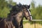 Portrait of heavy Vladimir draft horse in gallop