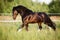 Portrait of heavy Vladimir draft horse in gallop