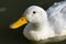 Portrait of heavy white Pekin Duck