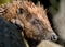 Portrait of Hedgehog in urban garden.