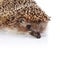 Portrait of a hedgehog on a white background