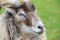 Portrait of a "Heidschnucke", a sheep with round horns and slow fur, in front of a green background in nature