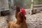 Portrait of hen with red crest in her chicken yard