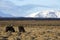 Portrait of a herd of Icelandic horses