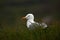 Portrait Herring gull, Larus argentatus, sitting in the green grass, Helgoland, Germany