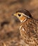 Portrait of Heuglin\'s Courser