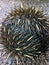 Portrait of hiding Echidna Tachyglossus aculeatus with spikes Litchfield National Park, Australia